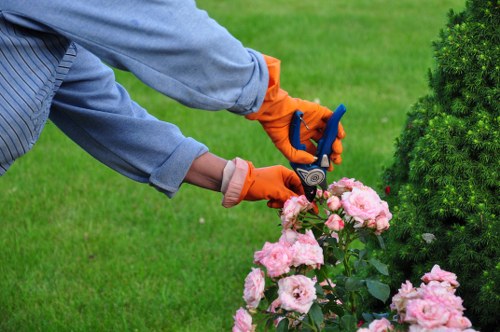 Different types of hedges being trimmed